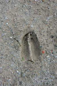 deer track in sand