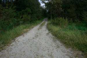 Winding lane going through a patch of timber