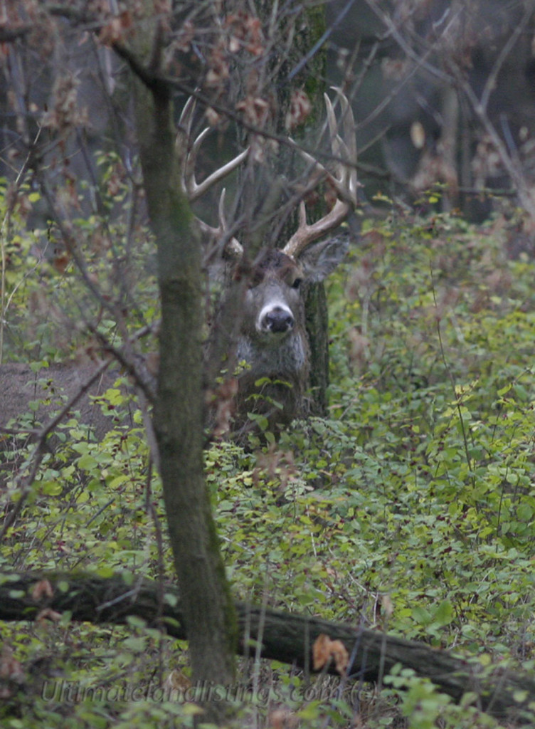 Iowa White buck.