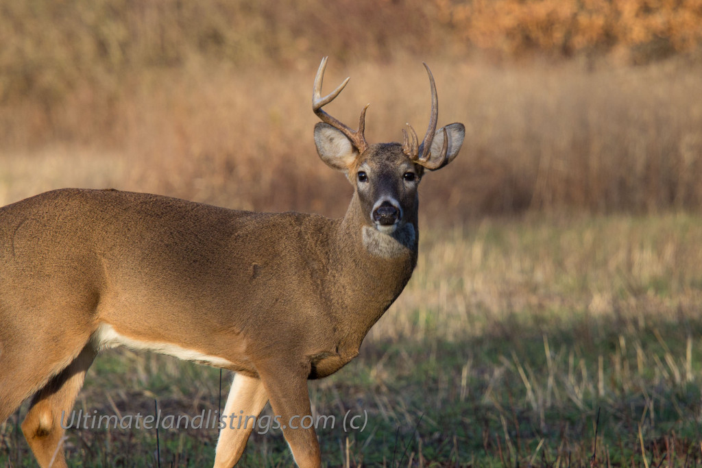 Iowa whitetail buck.