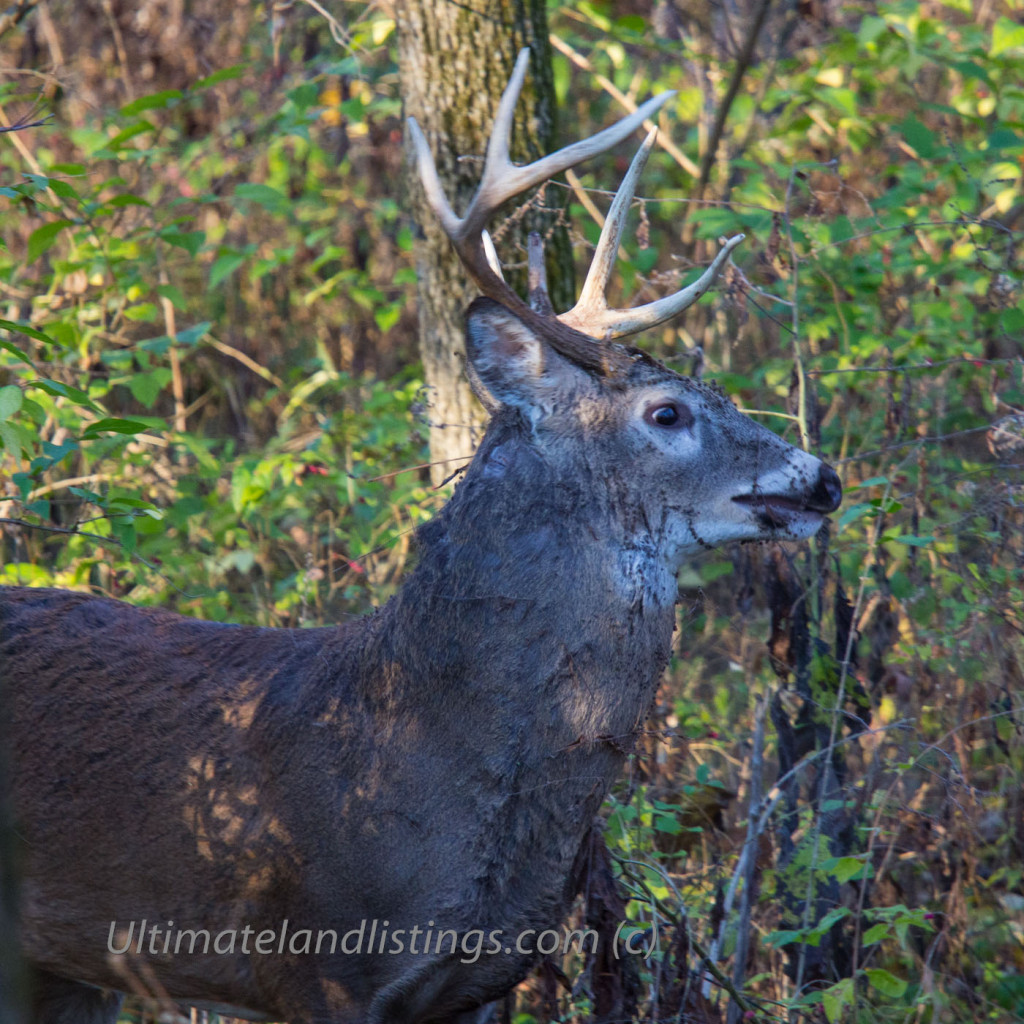 Whitetail buck in Iowa beat up after fighting.