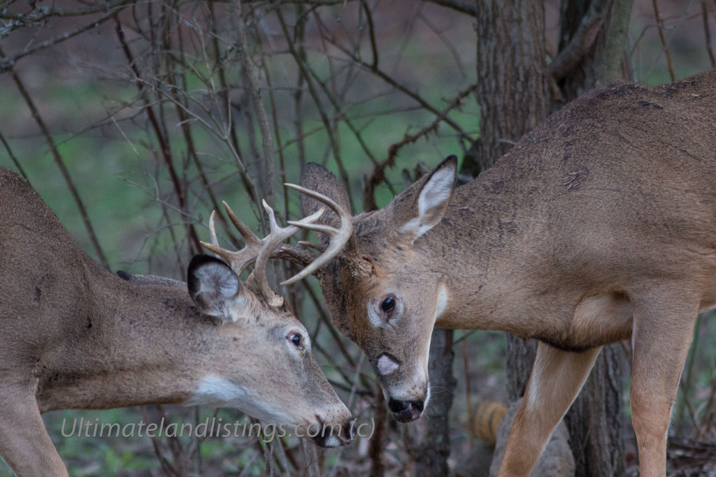Young bucks Iowa fighting.
