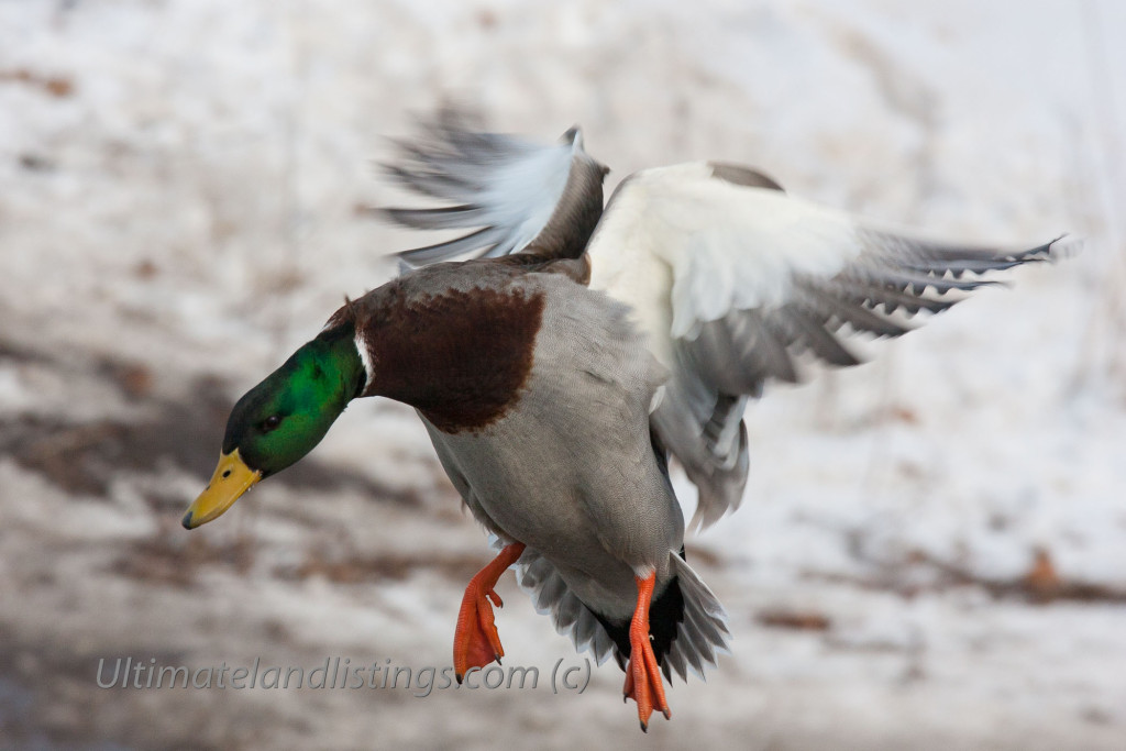 Drake mallard about to land!