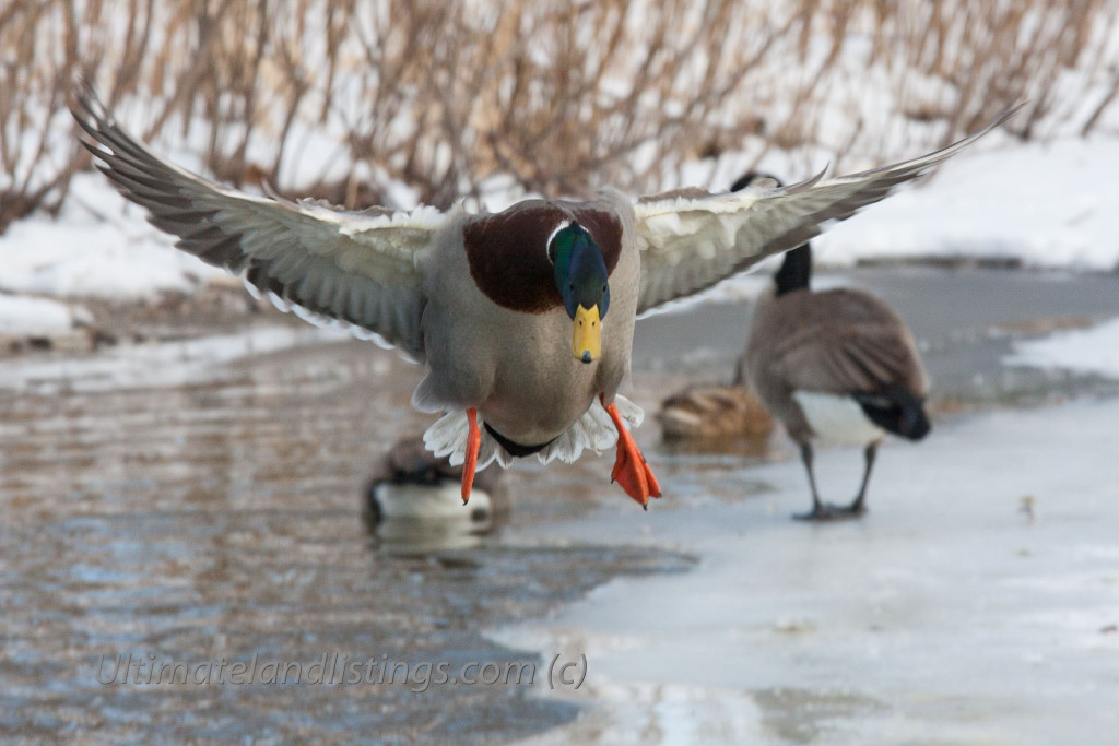 Drake mallard dropping into icy river pothole area.