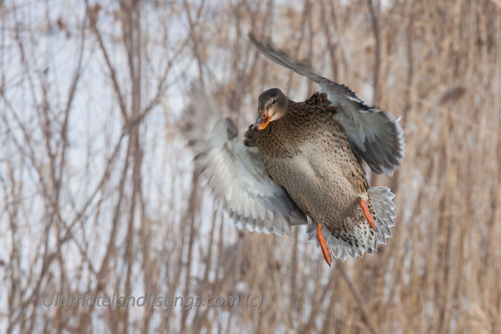 Hen mallard dropping into wetland.