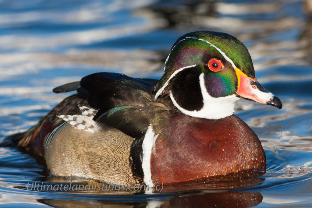 Drake wood duck resting on water.