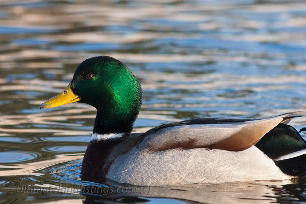 Drake mallard resting on water, side profile.