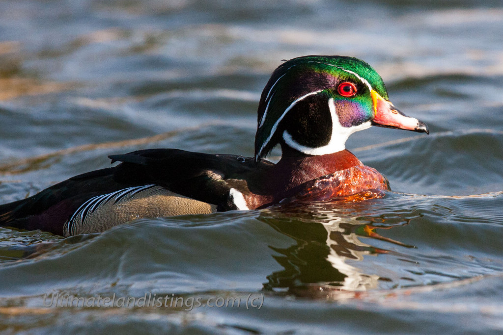 drake wood duck resting on open water in wintertime, in Iowa.