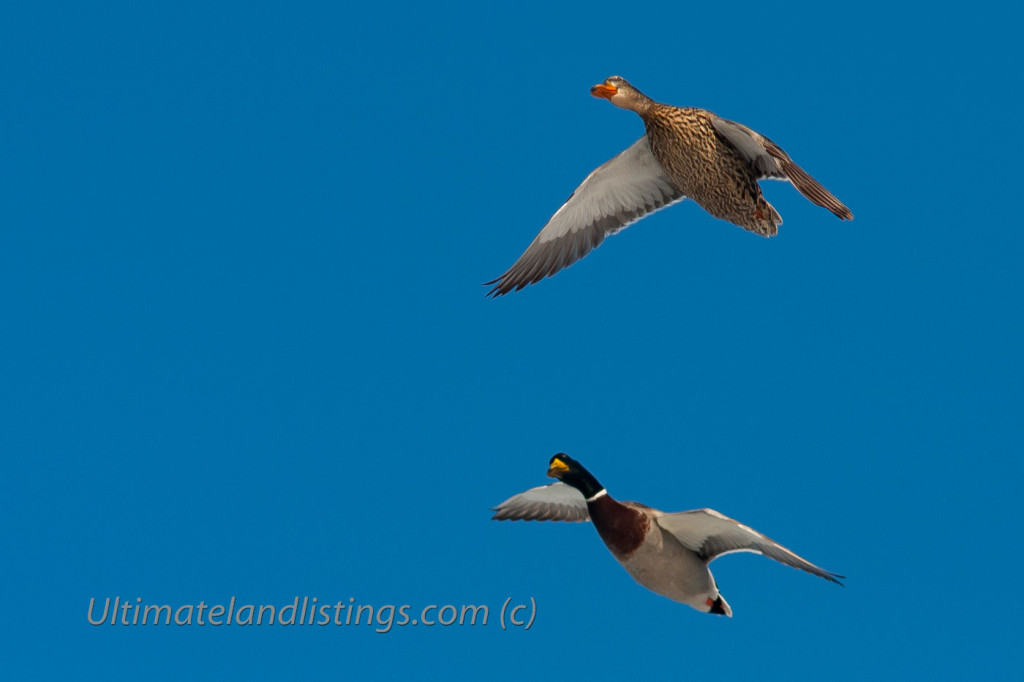 Drake and hen mallard flying against blue sky.