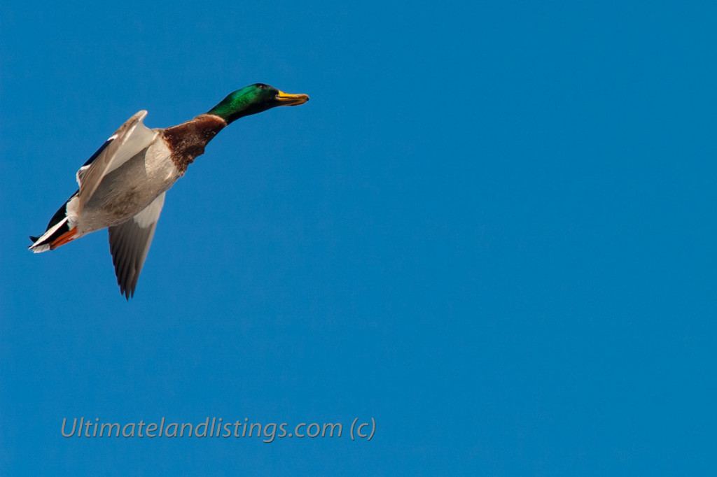 Drake mallard getting set to land!
