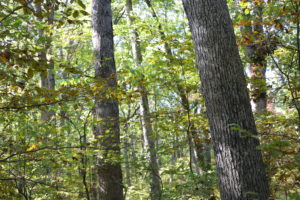 white oak timber in Iowa -- deer hunting land listing