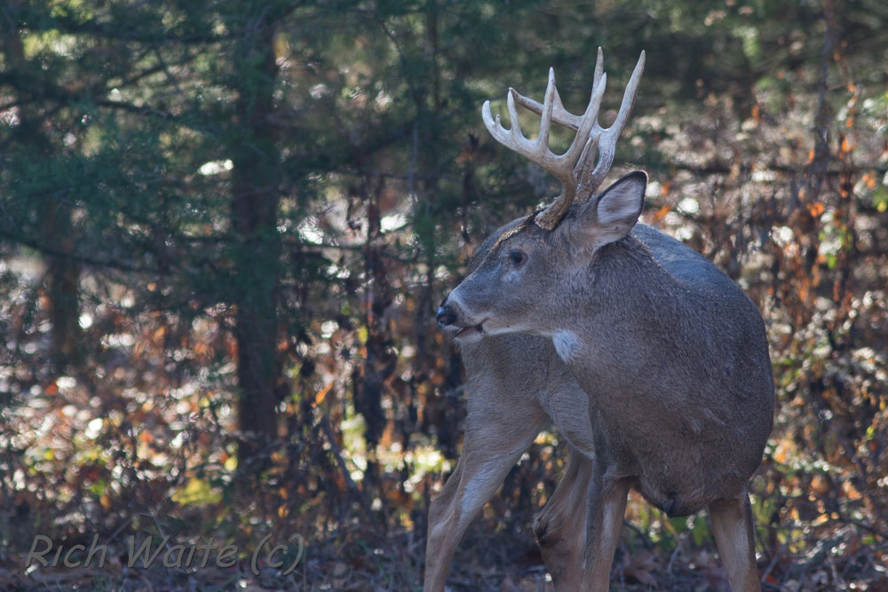 Iowa buck photo