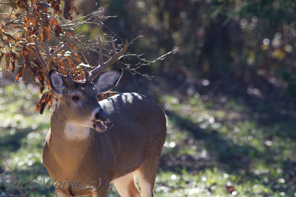 Whitetail buck photo in Iowa