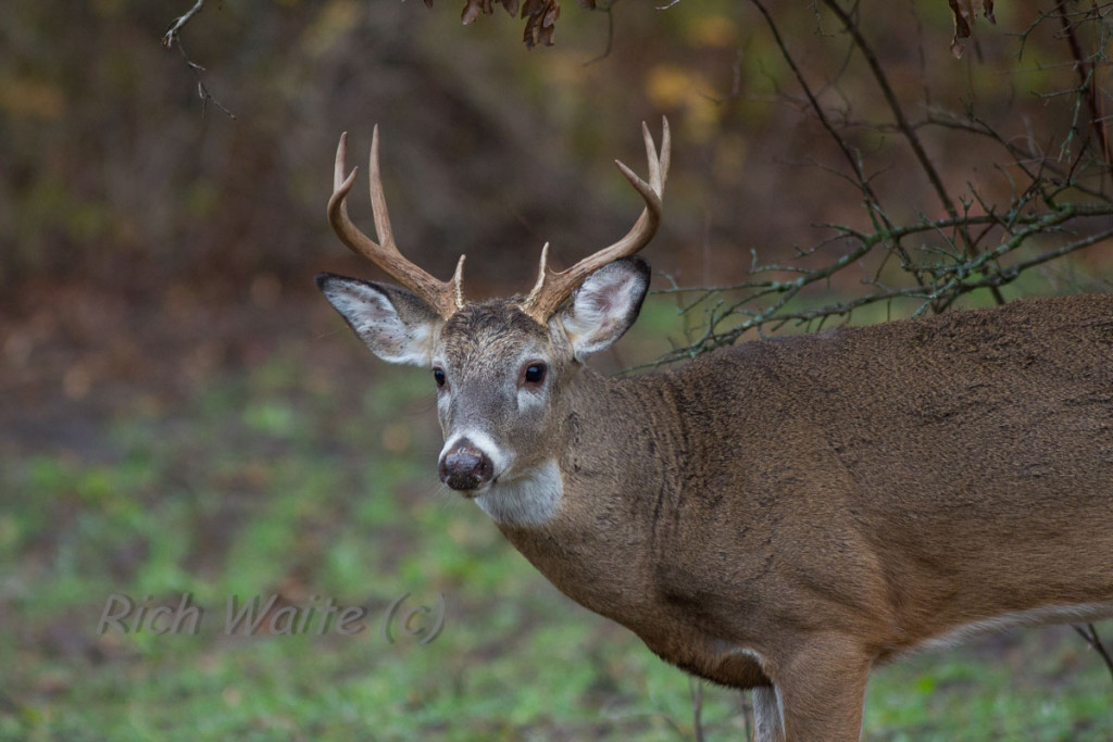 Iowa whitetail