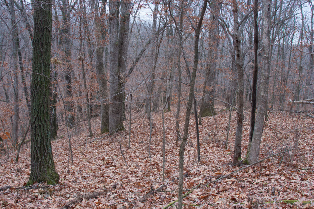 White oak forest, Iowa.