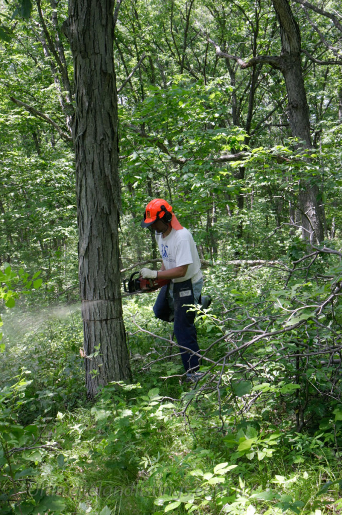 man cutting tree with chainsaw
