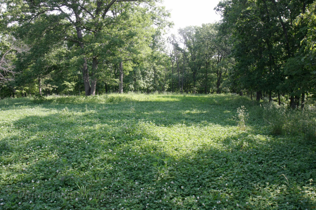 clover plot in forest
