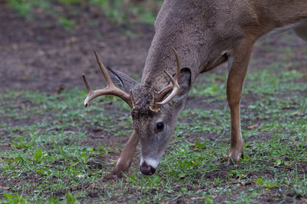 Iowa whitetail deer eating rye