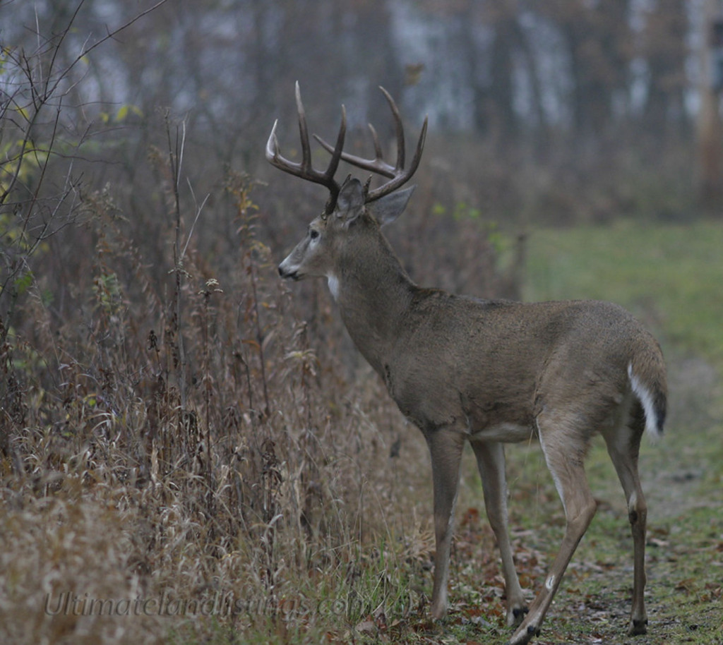 Another Iowa whitetail buck.