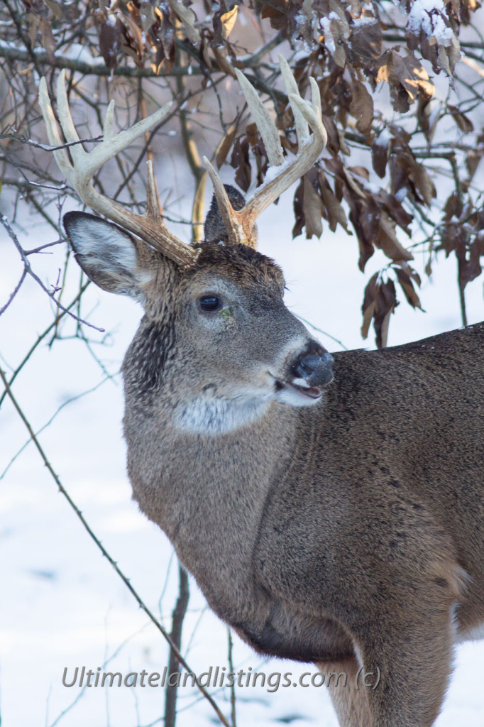 A nice Iowa buck in the snow.