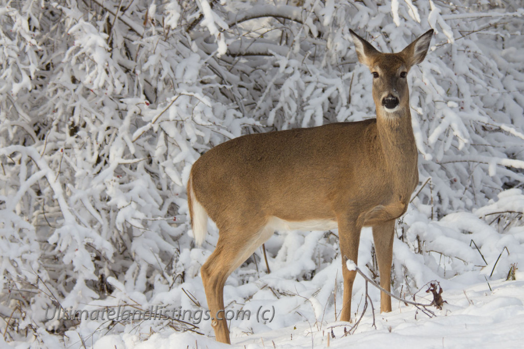 Iowa doe in the snow.